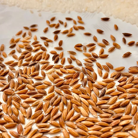 Javaphul Small Grain